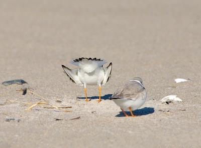 JFF3076 Piping Plover Male Displaying to female