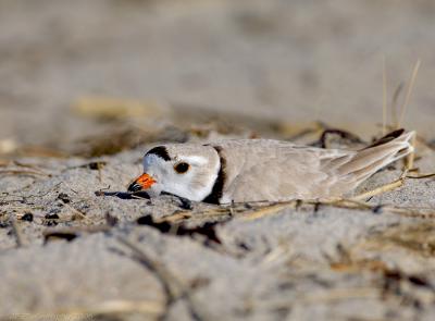 JFF3111 Piping Plover Female in Nest