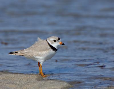JFF3146 Piping Plover at  Waters Edge.jpg