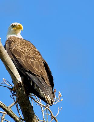 _JFF3894 Cemetary Bald Eagle.jpg