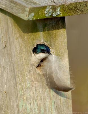 _JFF4409 Tree Swallow With Feather