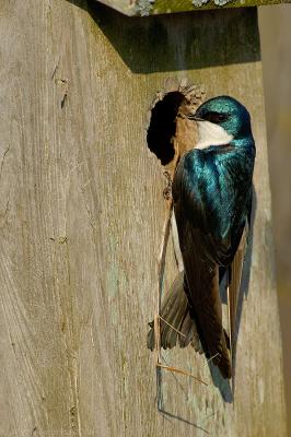 _JFF4449 Tree Swallow on Nest Box