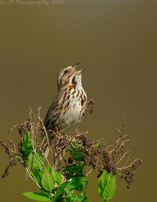 _JFF4482 Song Sparrow