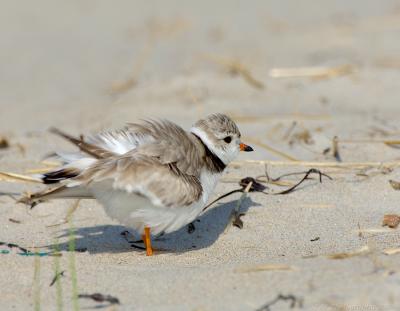 JFF4141 Piping Plover Fluffing Up