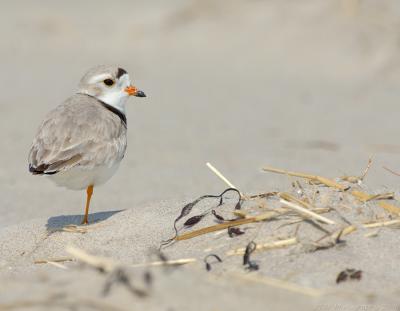 JFF4166 Piping Plover on One Leg