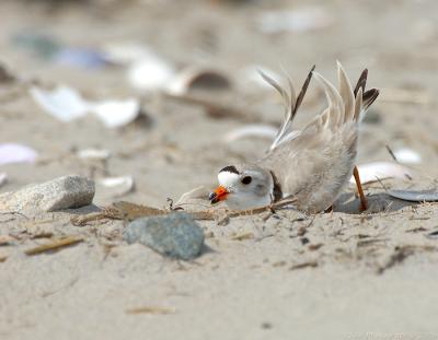 JFF4222 Piping Plover Digging Nest Scrape