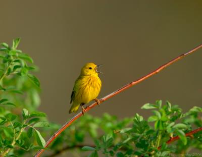 _JFF4543 Yellow Warbler Singing.jpg