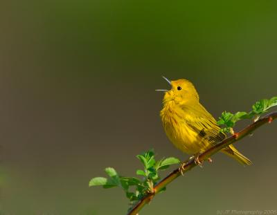 _JFF4557 Yellow Warbler Singing 2.jpg