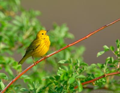 _JFF4573 Yellow Warbler Singing 4.jpg