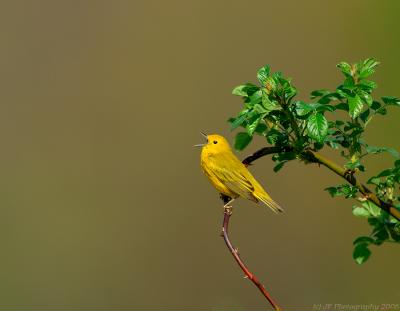 _JFF4609 Yellow Warbler Singing 3.jpg