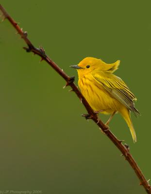 _JFF5028 Yellow Warbler Breezy.jpg