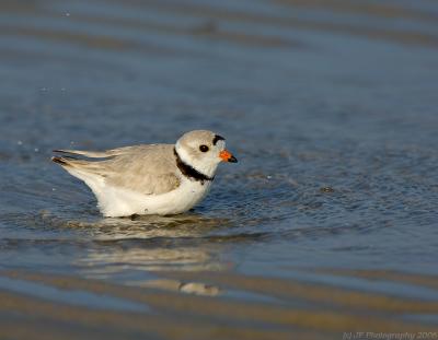 JFF5084 Piping Plover Bathing