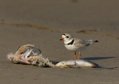 JFF5084 Piping Plover With Fish