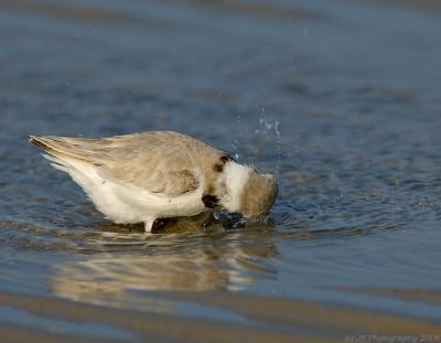 JFF5171 Piping Plover bathing
