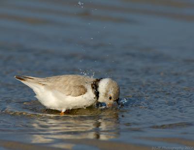 JFF5172 Piping Plover bathing