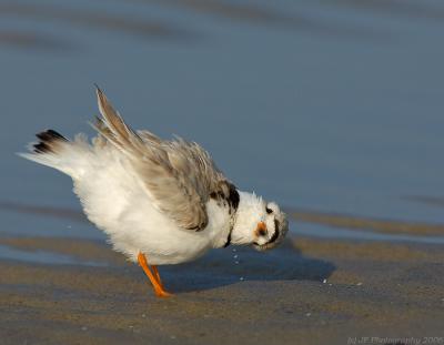 JFF5176 Piping Plover Post bathing