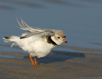 JFF5177 Piping Plover Post bathing