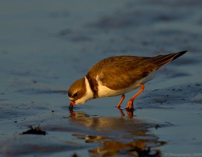 JFF5221 Semipalmated Plover Worming