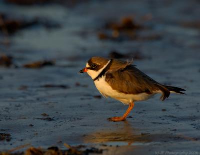 JFF5228 Semipalmated Plover at Sunset