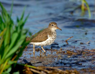 203 _JFF5527 Spotted Sandpiper