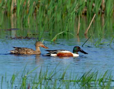 222 _JFF5740 Northen Shoveler Pair