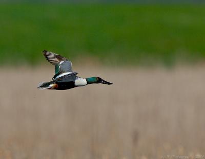 _JFF5769 _JFF5771Male Northern Shoveler in Flight