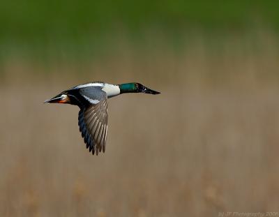 225 _JFF5771Male Northern Shoveler in Flight