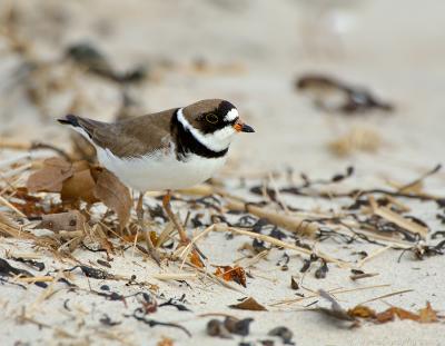 JFF5241 Semipalmated plover male