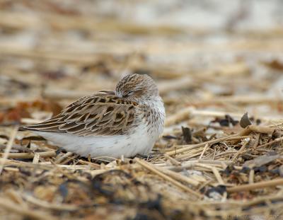 semipalmated_sandpipers_2