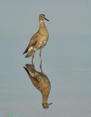 willet_2