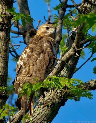 _JFF6166 Red Tail Hawk Looking at Me.jpg