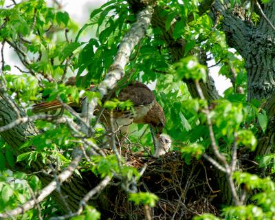 _JFF6214 Red Tail Hawk Feeding Chick.jpg