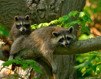 _JFF7068 Racoon and Baby 2.jpg