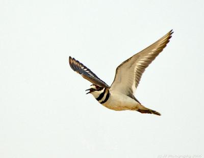 283 _JFF7373 Kildeer in Flight