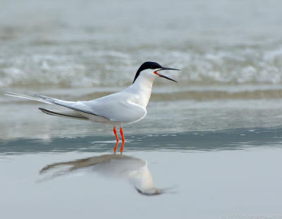 209 _JFF7468 Roseate Tern