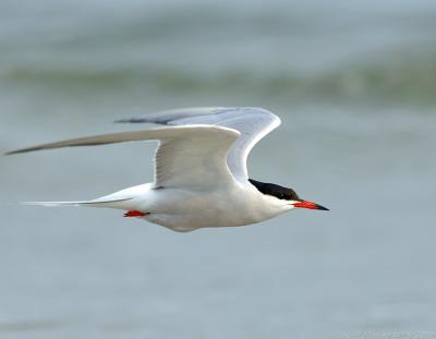 210 _JFF7480 Common Tern in Flight