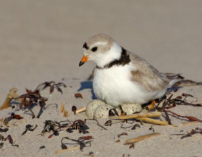 JFF8591  Piping Plover On Nest