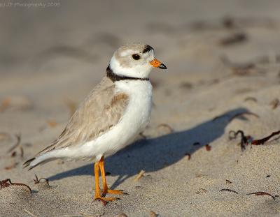 93 _JFF7986 Piping Plover Adult Keeping Watch