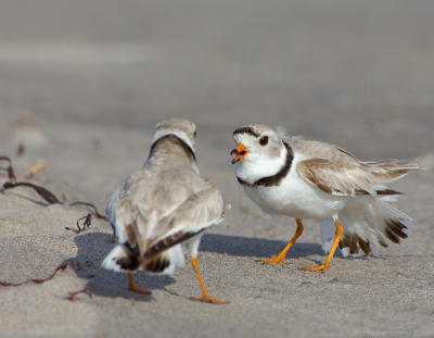 JFF8055 Piping Plover Aggression