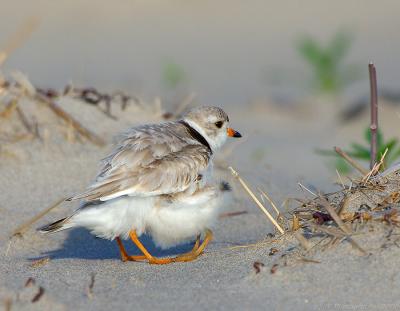 JFF7899 Piping Plover Chick Taking Cover 1.jpg