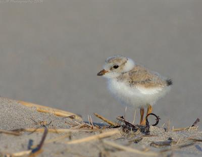 JFF7888 Piping Plover Chick 1