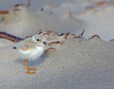 JFF8001 Piping Plover Chick 4