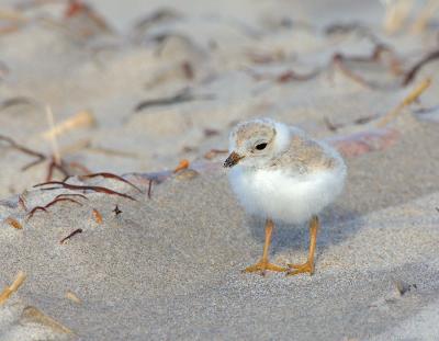 JFF8023 Piping Plover Chick 5