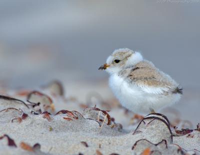JFF8047 Piping Plover Chick 6