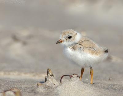 JFF8146 Piping Plover Chick 9