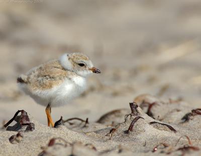 JFF8165 Piping Plover Chick 8