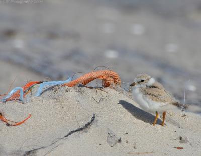 JFF8178 Piping Plover Chick 7