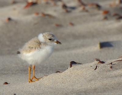 JFF7971 Piping Plover Chick 2