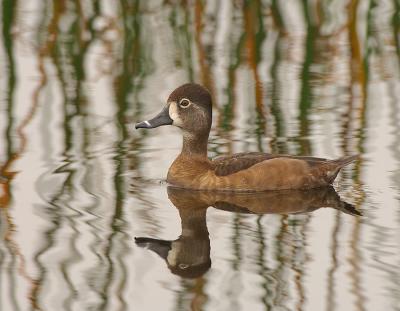 279 _JFF7959 Ring Necked Duck Fenale.jpg