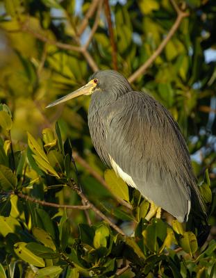 289_JFF6204 Tri Color Heron Breeing Plummage at Roost.jpg